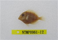 藏品(綠刺尾鯛)的圖片